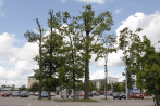 S-marketin parkkipaikan tammet ovat Peltolan talon pihapuita. Kuva Tarja Kärkkäinen 2015